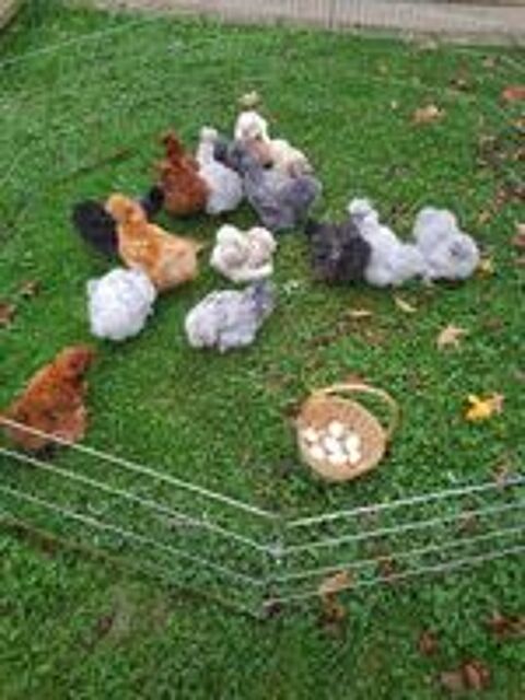   Oeuf fécondé, poussin, poule, coq Soie . 