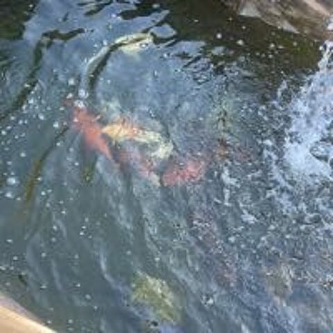 Carpe Ko� 200 Cosne-Cours-sur-Loire (58)