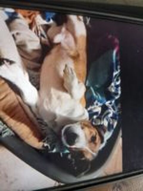   Jack Russell Terrier Tricolore 