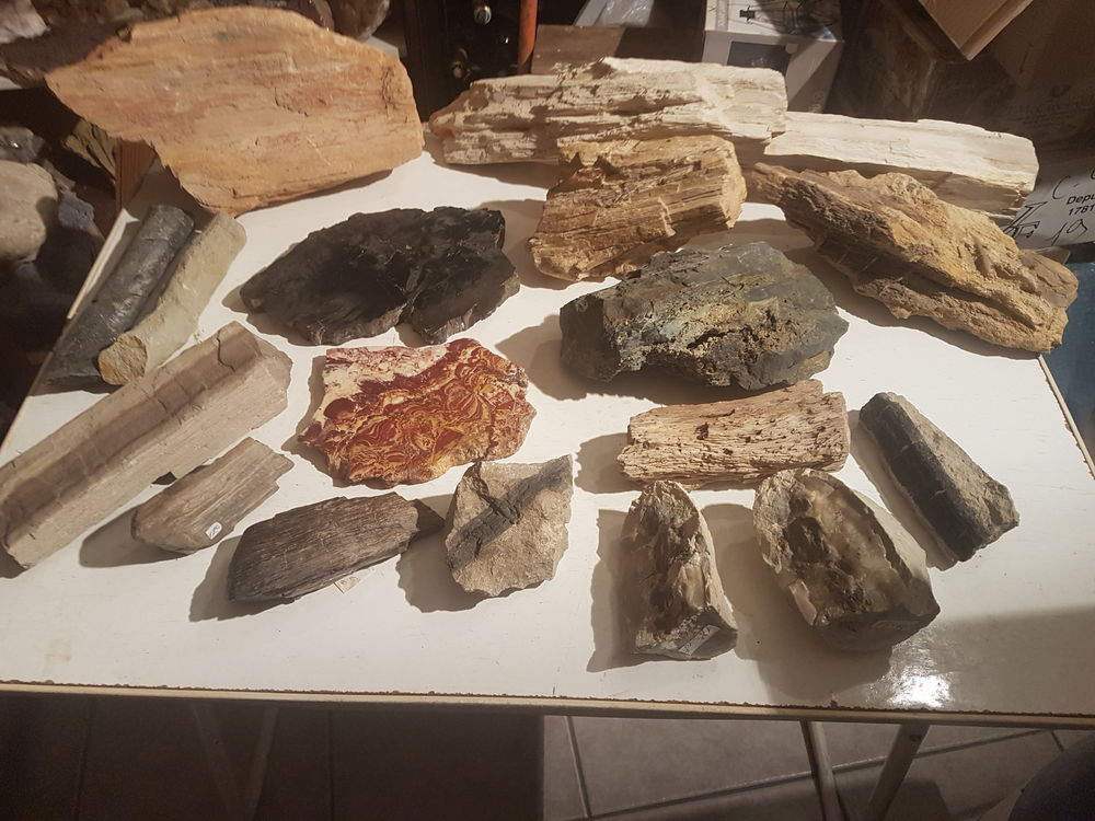 Lots bois fossiles 