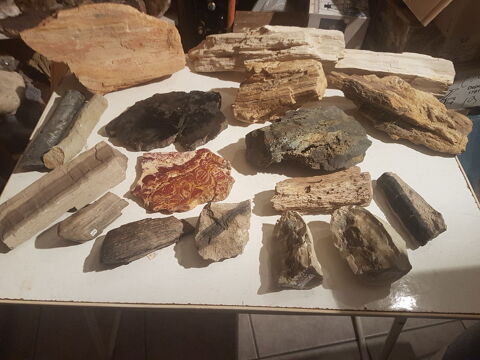 Lots bois fossiles 10 Fréjus (83)