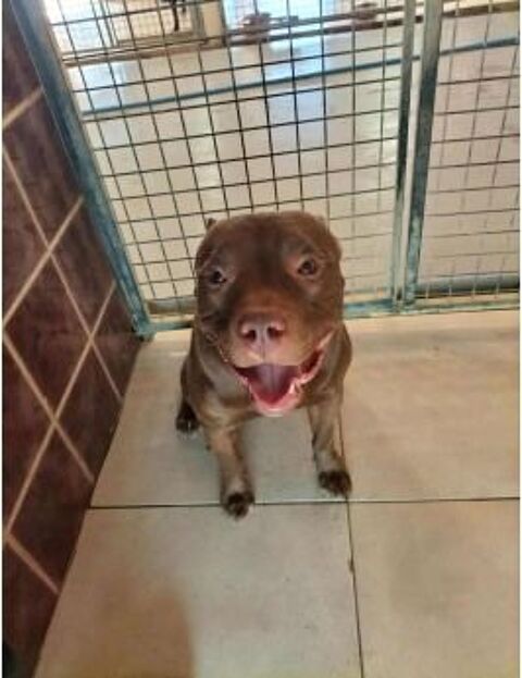 Chien RICO à l adoption 210 13001 Marseille