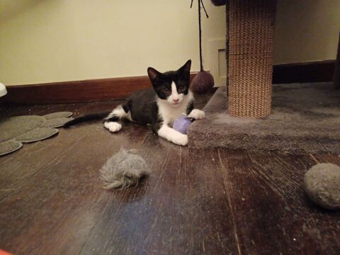 Eliot un chaton parfait ! 180 75011 Paris