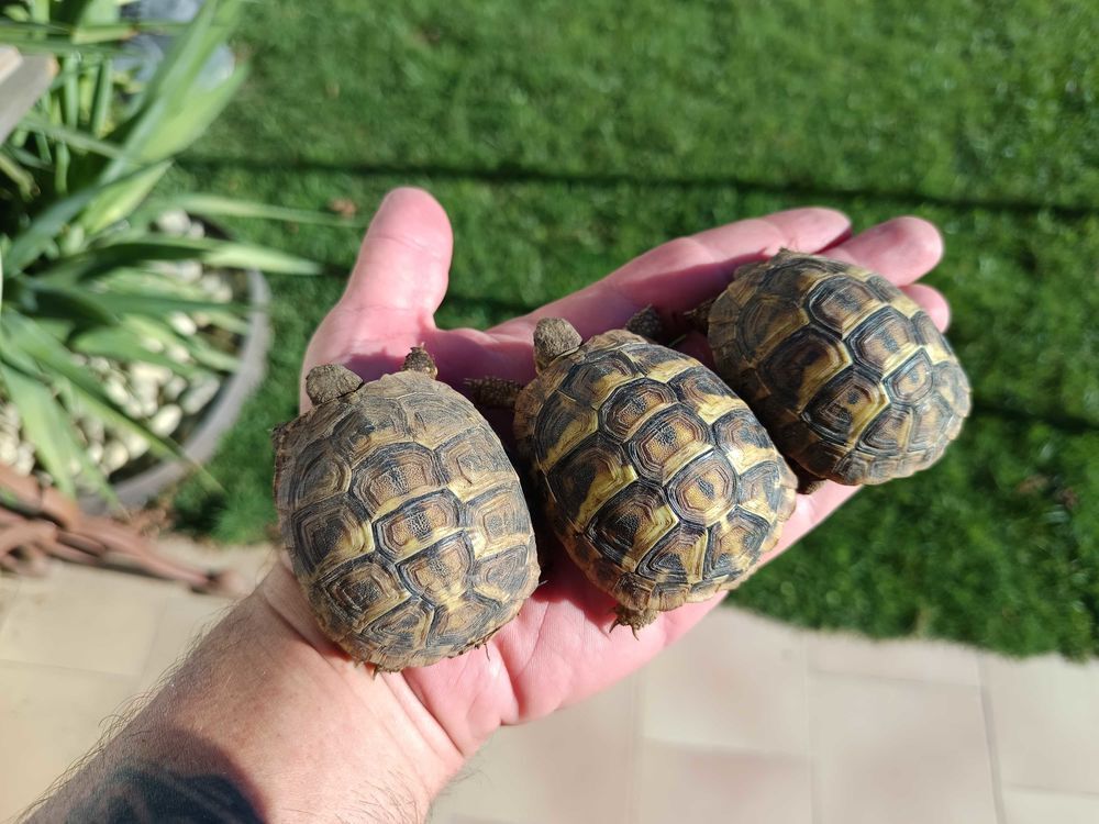   Tortue Herman 