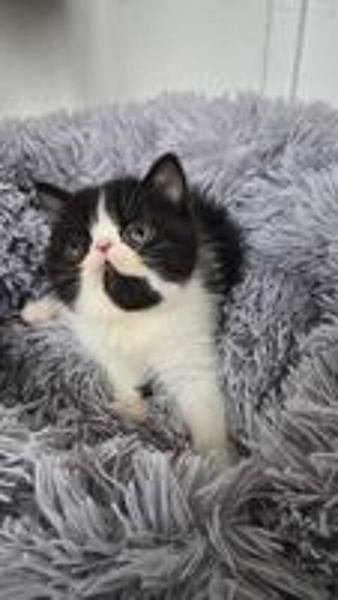   Chaton exotic shorhair  male 