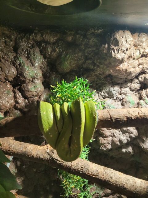 python vert (Morelia viridis) 400 70230 Filain