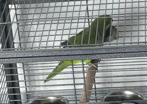 Couple de Conures Moines (Quaker) Reproducteurs ? 3 ans, 450 41300 Salbris