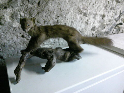 martre naturalise 30 43420 Pradelles