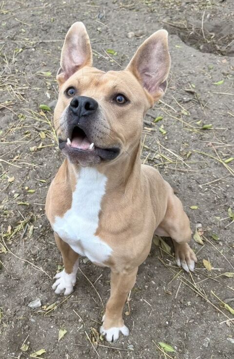 ANDERSON, chien type rhodésie à crête, 2 ans 200 34500 Bziers