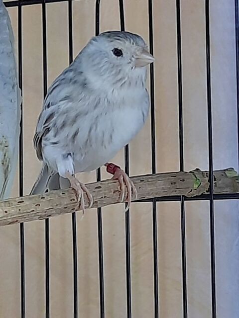 Canari femelle grise 70 60460 Prcy-sur-oise