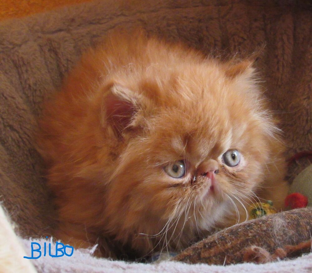   2 CHATONS PERSANS LOOF A RESERVER 