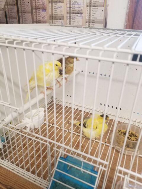Canaris  Isabelle et satin&eacute; 65 34150 Gignac