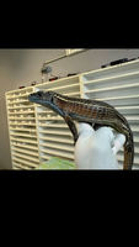   boa et lézard 