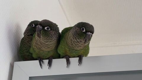 3 b&eacute;b&eacute;s conures  
180 28190 Courville-sur-eure