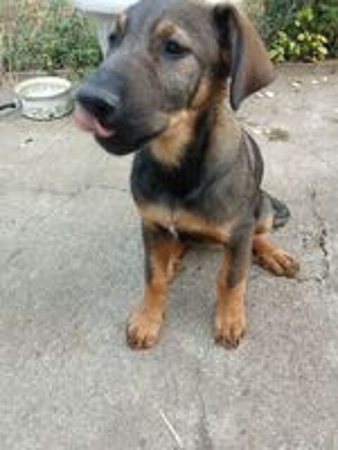   Chiot 3 mois 