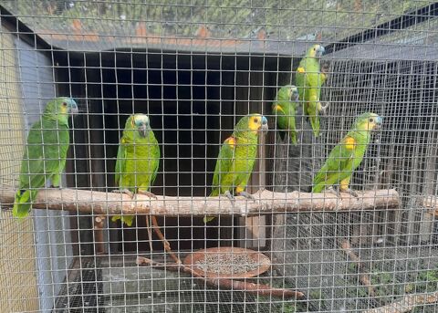 Perroquets Amazones à Front Bleu 2024 600 82710 Bressols