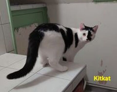   KITKAT 