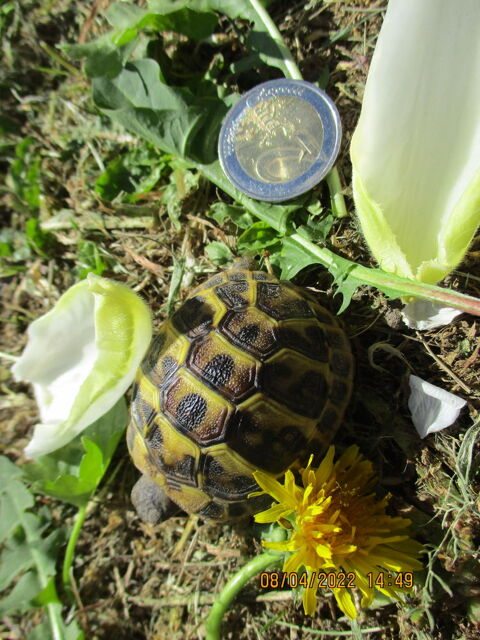 bébé tortue terrestre né en 2024 50 34740 Vendargues