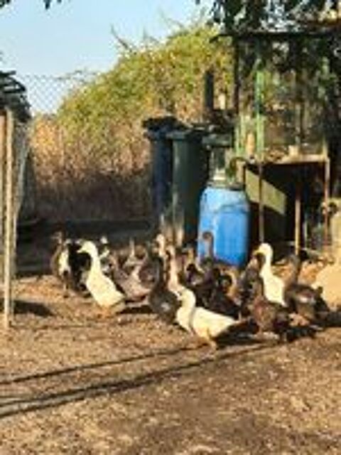  Canard colvert , barbarie et ponpon  