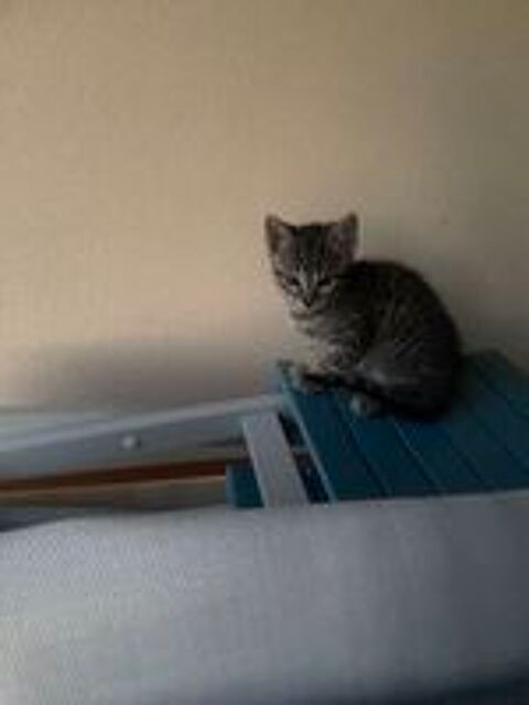   Chaton moiti siamois 