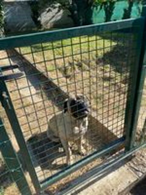   Donne chien Bullmastif mâle de 4,5 ans 