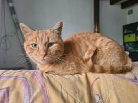   RHAPSODIE femelle rousse 6 ans 