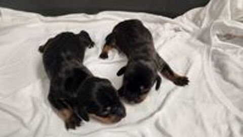   chiot teckel  poils ras  