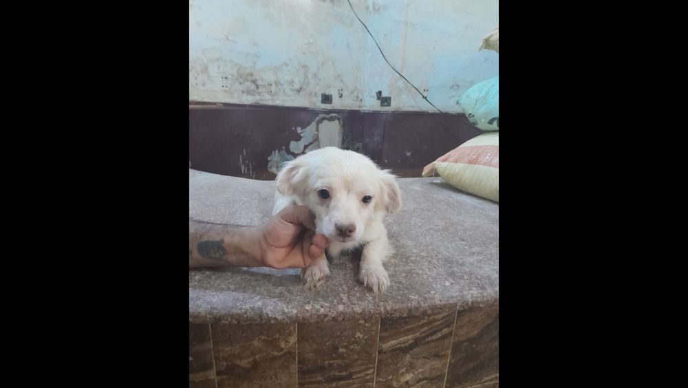   MIKY MLE NON CASTR 2 ANS 1/2 A SAUVER D'GYPTE ADOPTION SEULEMENT  
