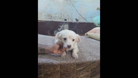 MIKY MÂLE NON CASTRÉ 2 ANS 1/2 A SAUVER D'ÉGYPTE ADOPTION SEULEMENT 0 75018 Paris