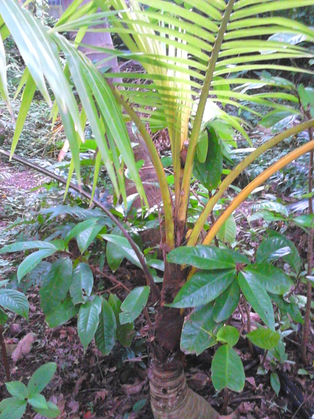 Plants cocotiers Jardin