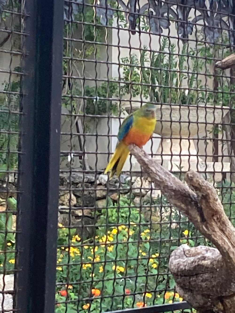   perruche turquoisines 