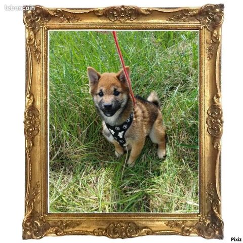 Chiot Shiba Inu mâle 750 18140 Prcy