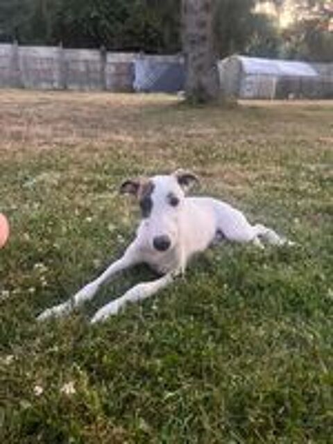   Bolt whippet LOF  