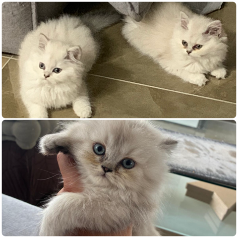 British Shorthair et Longhair 950 74890 Bons-en-chablais