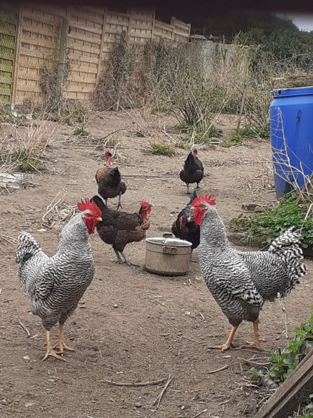   poussins Cou nu croiss 