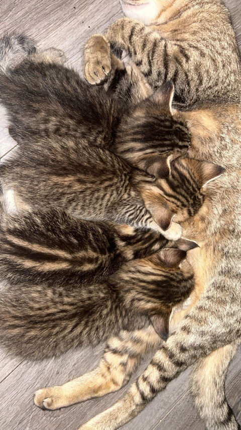 Petits chatons européens  70 93500 Pantin