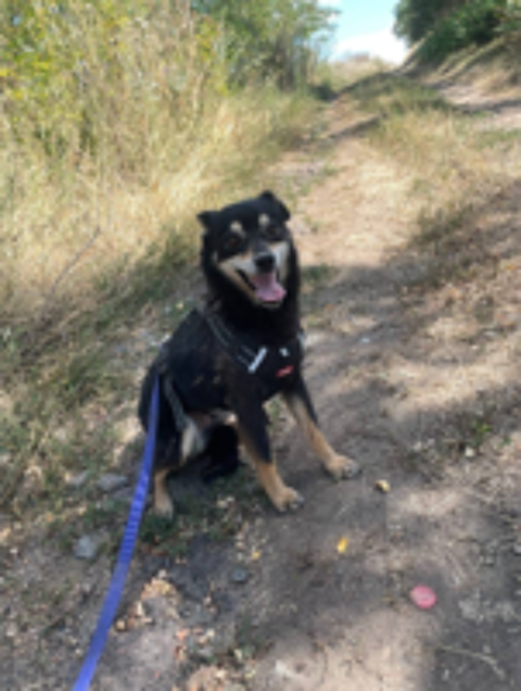   A L'ADOPTION FLEUR 