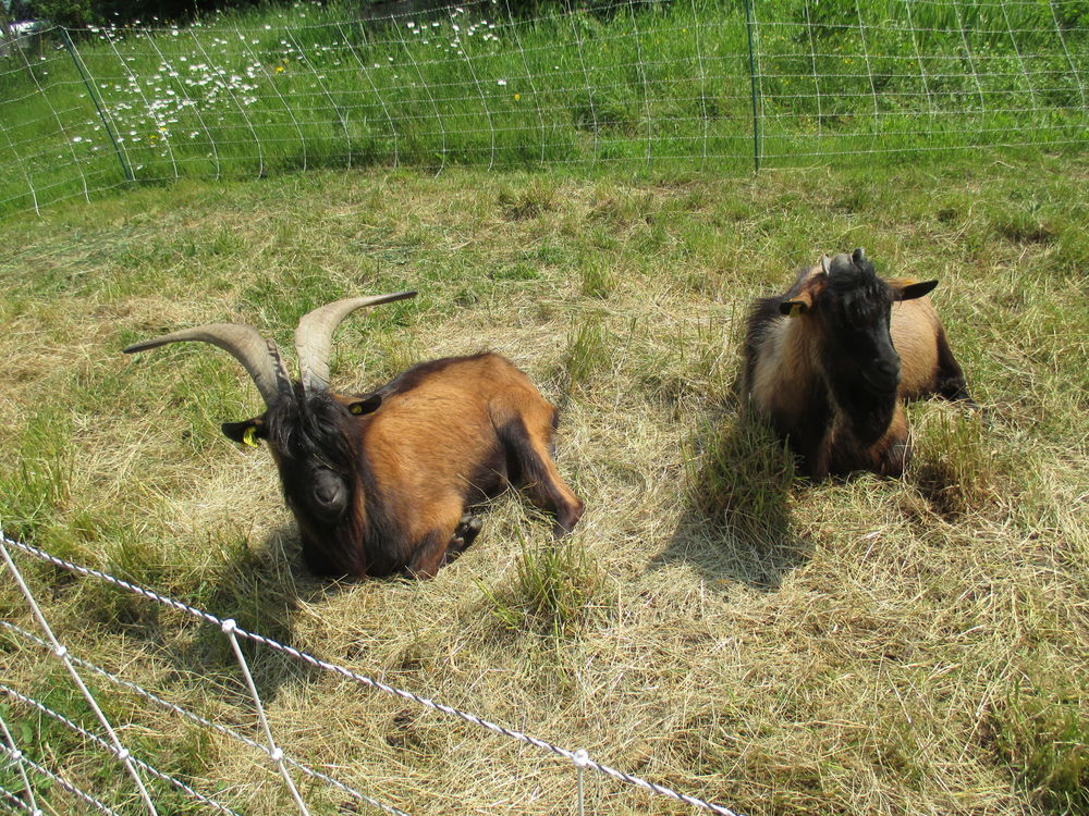   jeune bouc alpin 