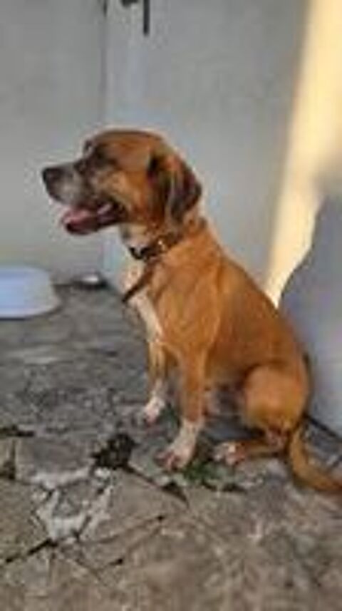   Chien MUFFIN � l adoption 