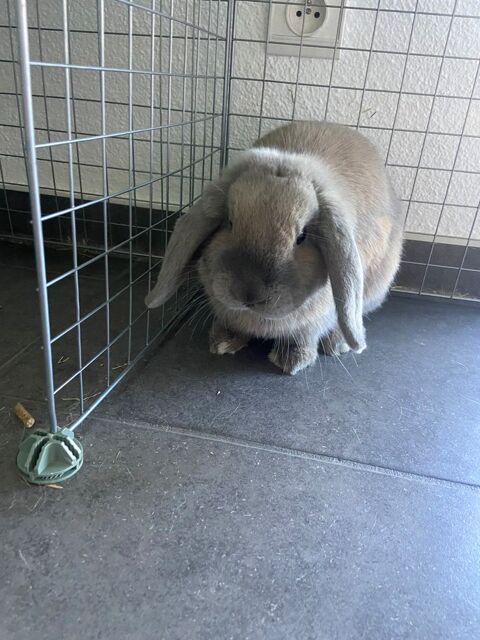 lapin b&eacute;lier nain fran&ccedil;ais Holland Lop 160 68640 Feldbach