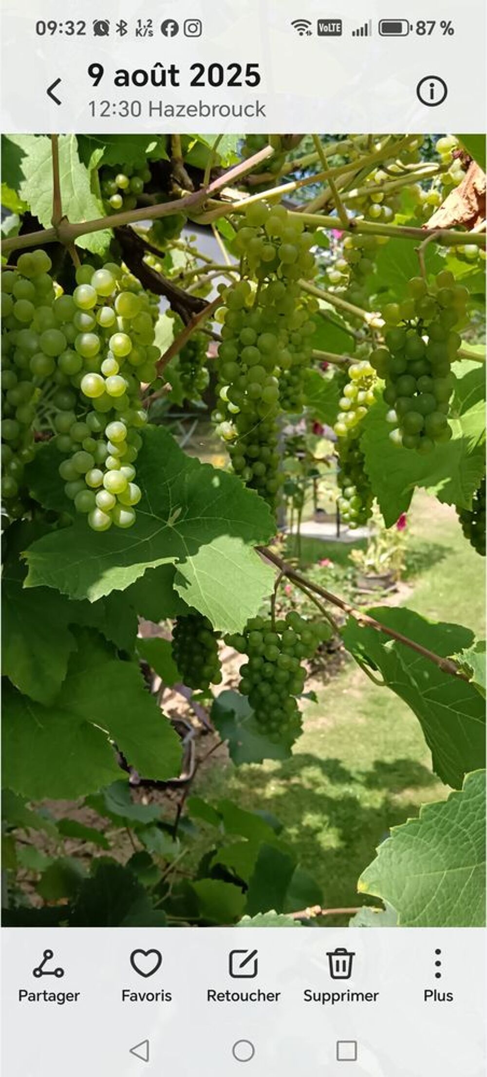 Pieds de vigne raisin blanc et noir Jardin