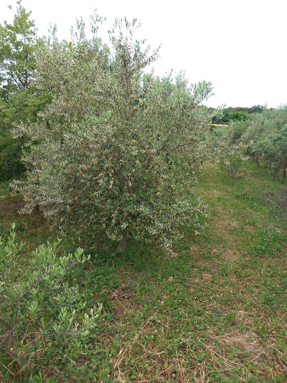Oliviers Jardin