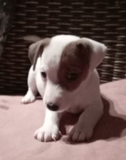 a reserver bb jack russell terrier 750 16240 Paizay-naudouin-embourie