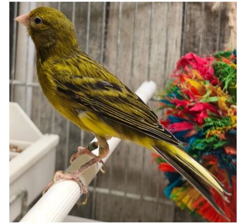 Couple canari raza 0 74200 Thonon-les-bains