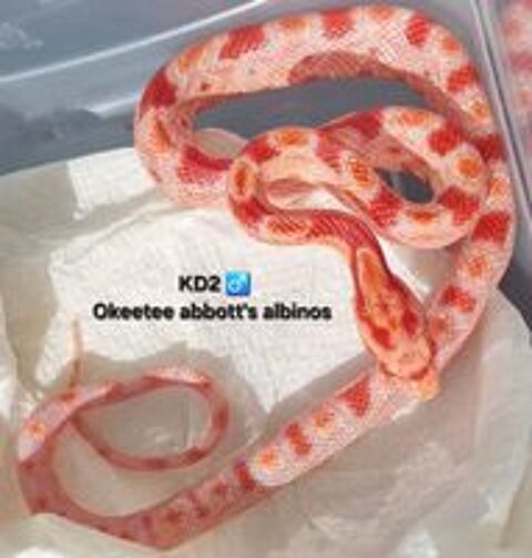   Pantherophis okeetee abbott's  