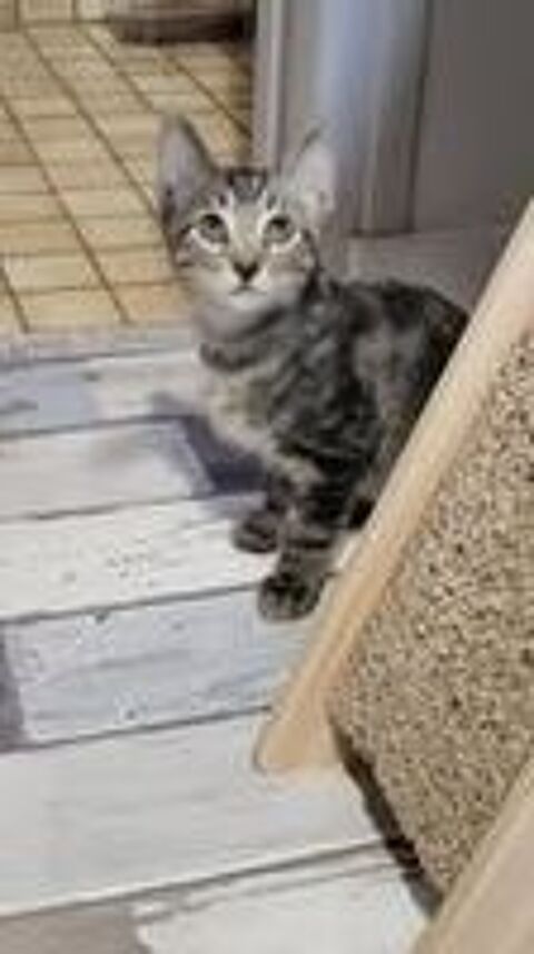   Chat BART à l adoption 