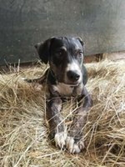   DARWIN le super beau gosse 