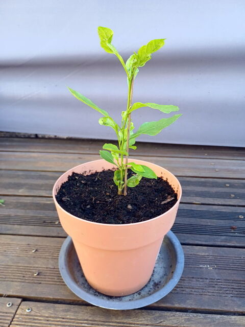 Adorable BAOBAB hauteur 40cm Tours (37)