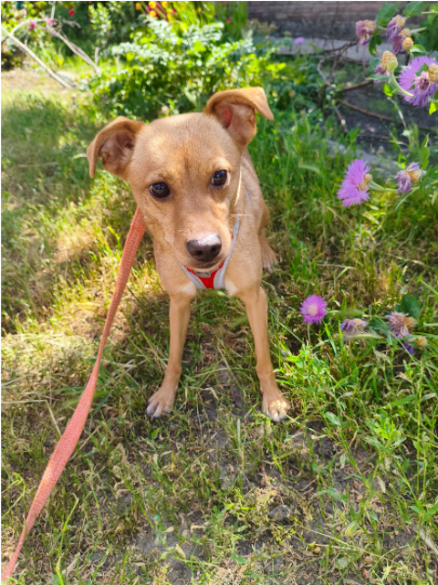 A L'ADOPTION FANYA 0 75018 Paris