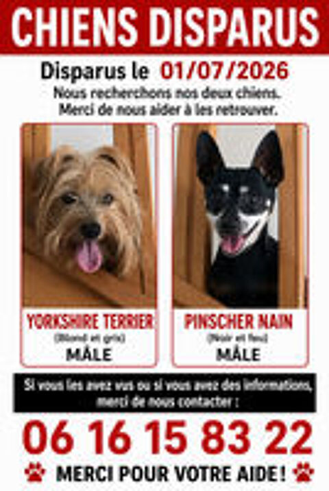   Deux chiens disparus  